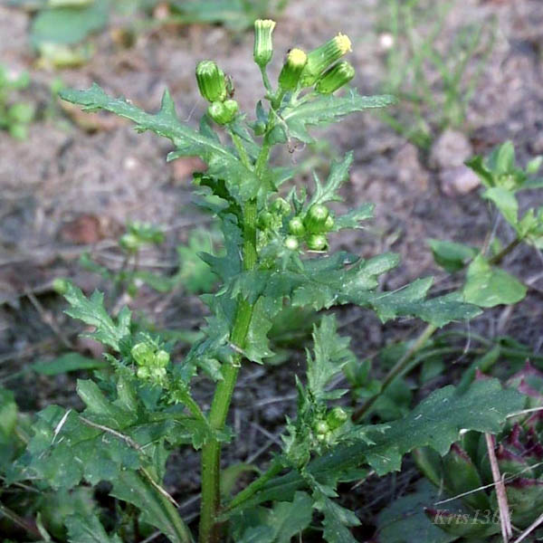 (Senecio vulgaris)