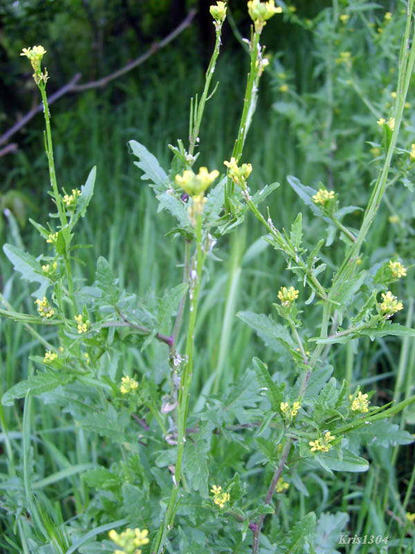 (Sisymbrium officinale)
