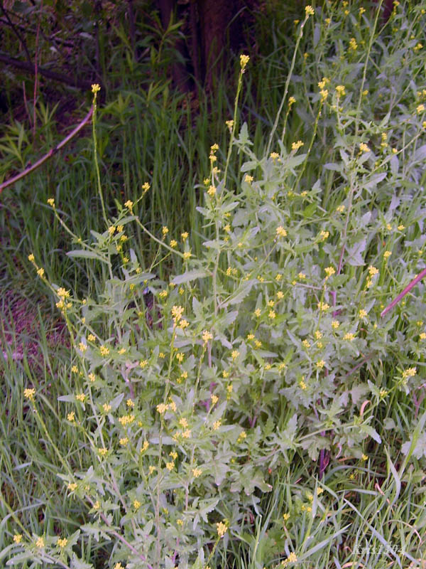 (Sisymbrium officinale)