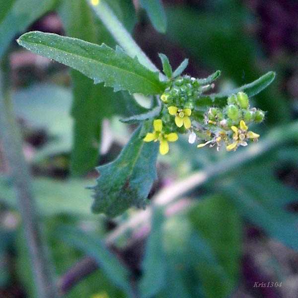(Sisymbrium officinale)