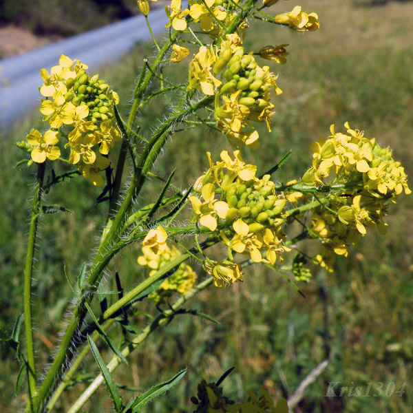 (Sisymbrium loeselii)