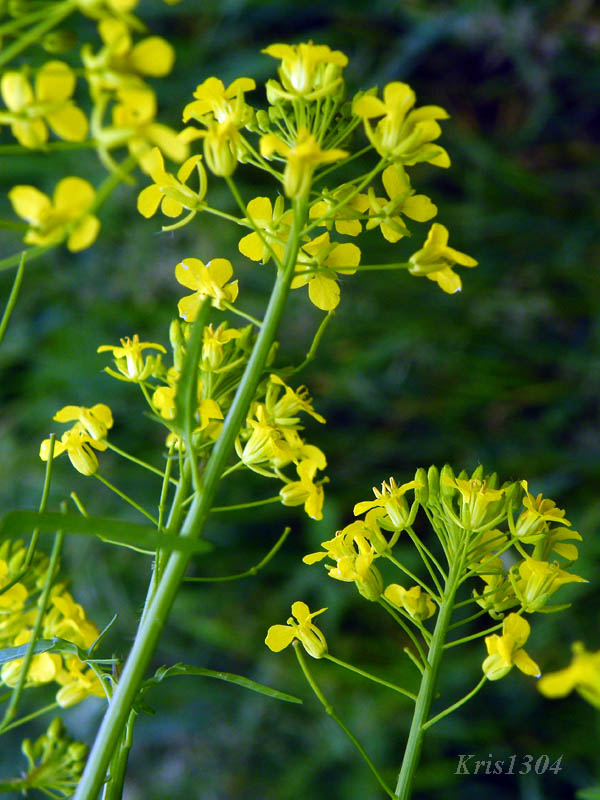 (Sisymbrium loeselii)