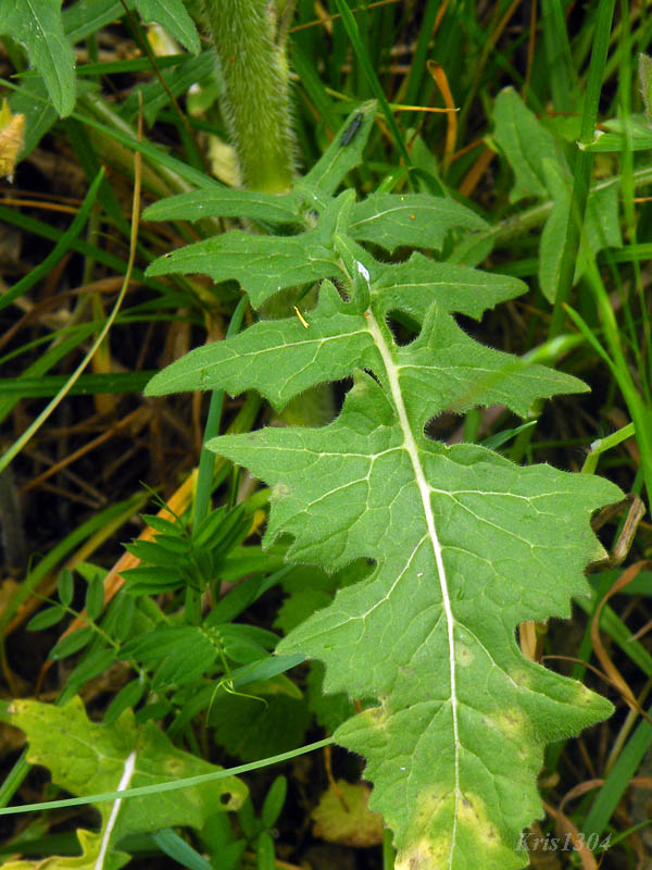 (Sisymbrium loeselii)