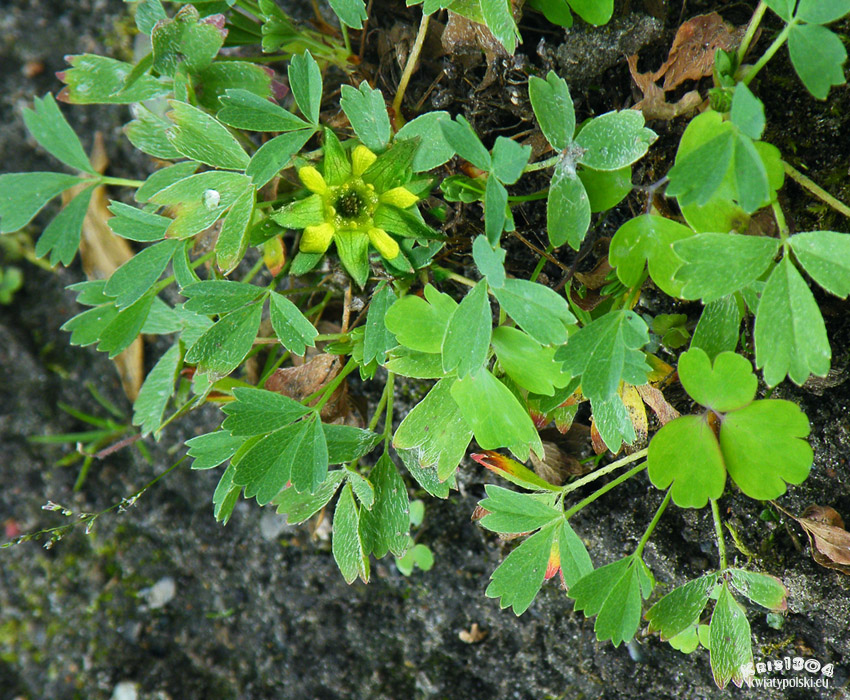 Sibbaldia procumbens