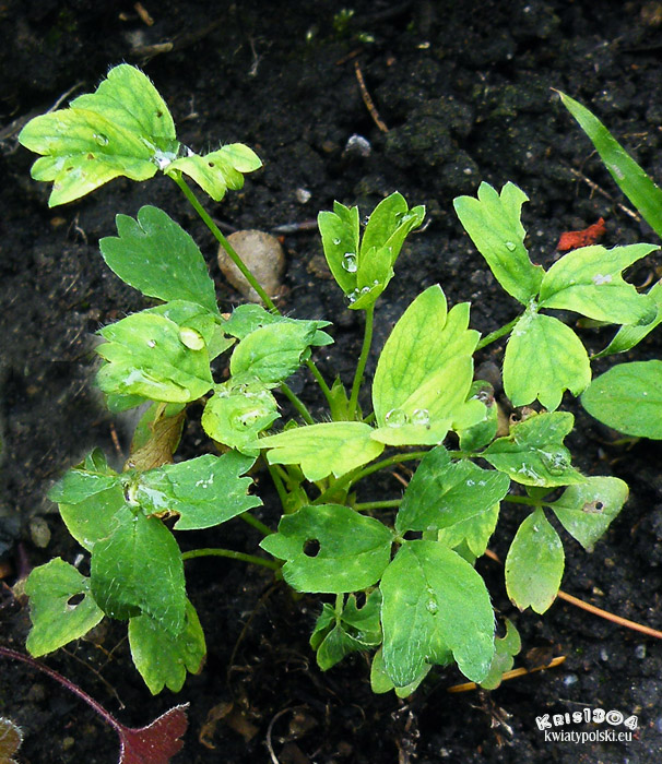 Sibbaldia procumbens