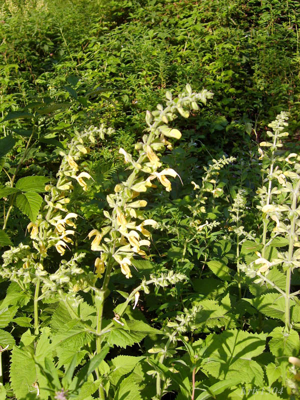 (Salvia glutinosa)
