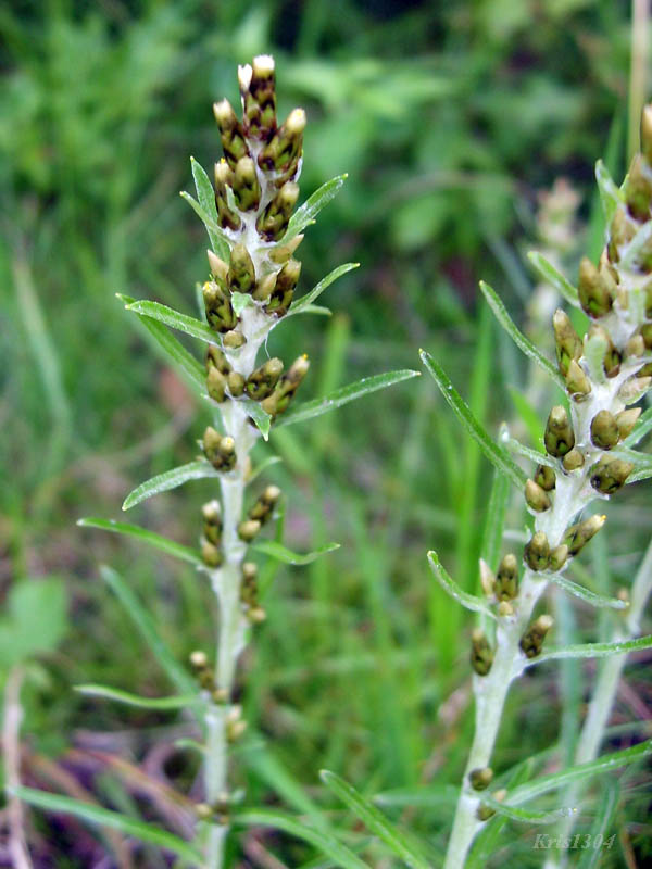 (Gnaphalium sylvaticum)