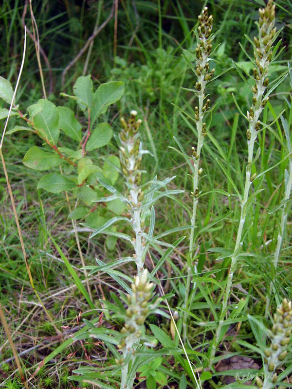 (Gnaphalium sylvaticum)