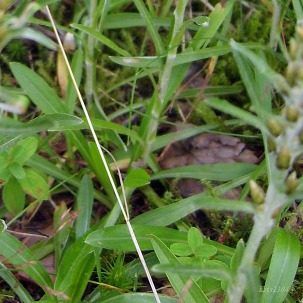 (Gnaphalium sylvaticum)