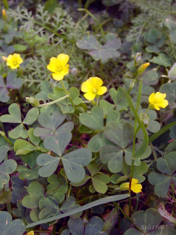 (Oxalis europaea)