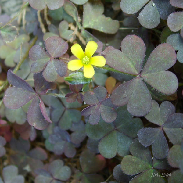 (Oxalis europaea)