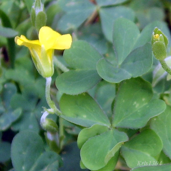 (Oxalis europaea)