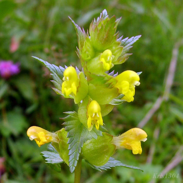 (Rhinanthus minor)