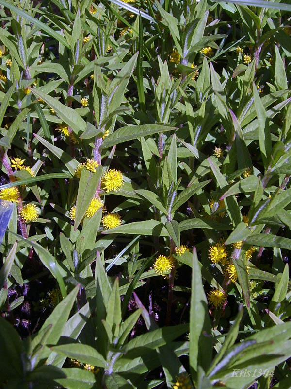 (Lysimachia thyrsiflora)