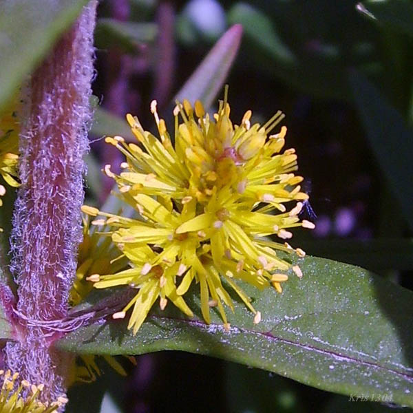 (Lysimachia thyrsiflora)
