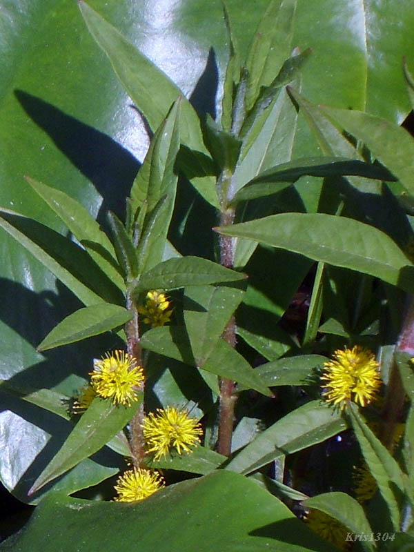 (Lysimachia thyrsiflora)