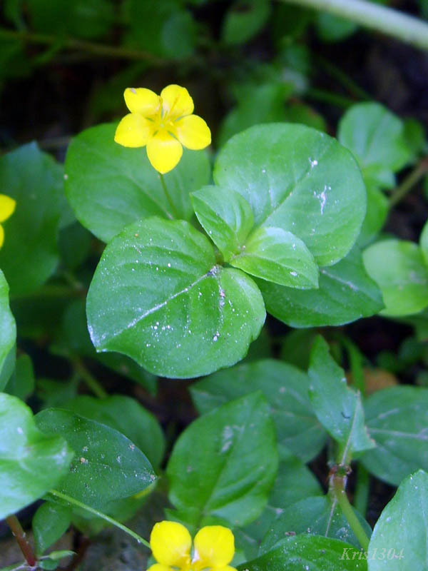 (Lysimachia nemorum)