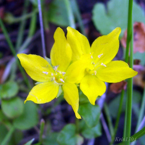 (Lysimachia nemorum)