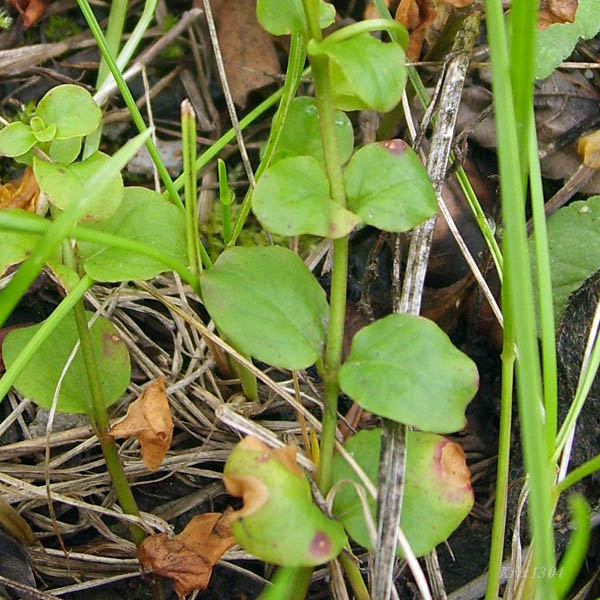 (Lysimachia nemorum)