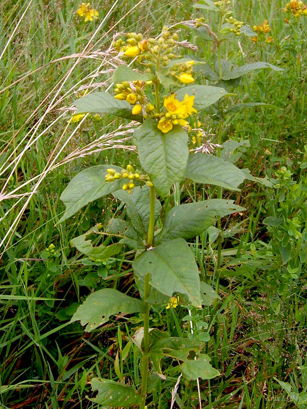 (Lysimachia vulgaris)