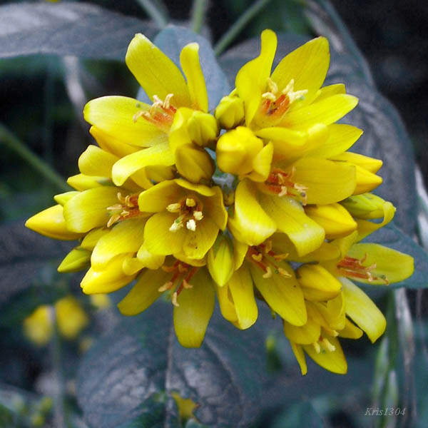 (Lysimachia vulgaris)