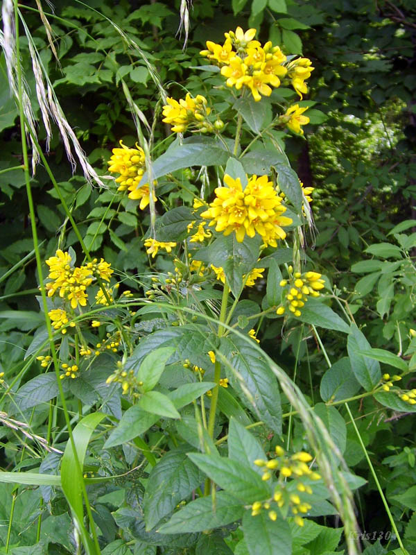 (Lysimachia vulgaris)