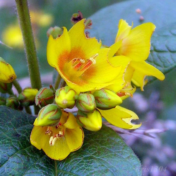 (Lysimachia vulgaris)