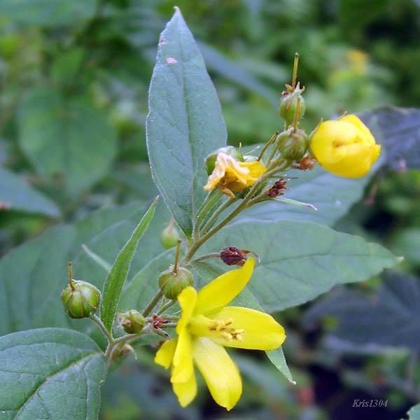 (Lysimachia vulgaris)