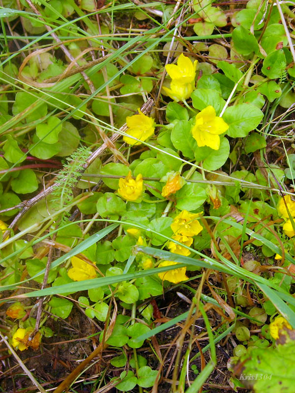 (Lysimachia nummularia)