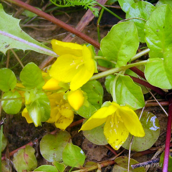 (Lysimachia nummularia)