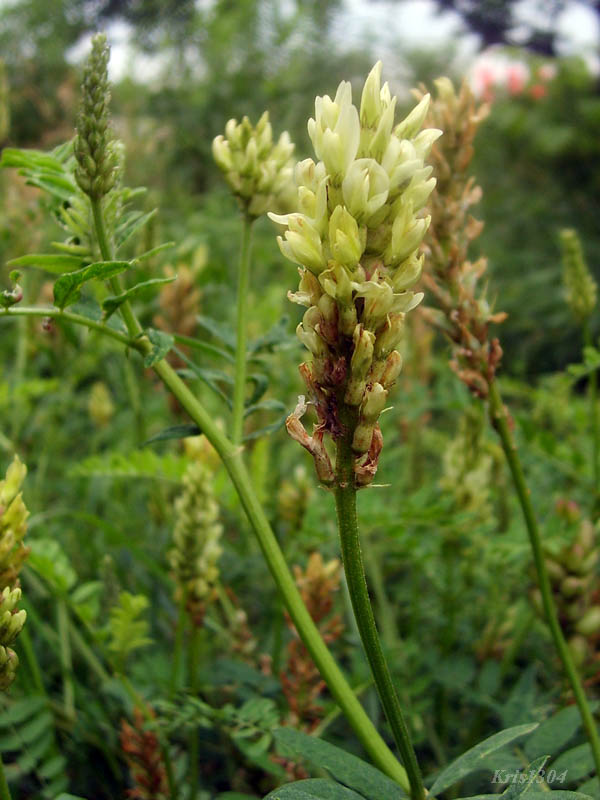 (Astragalus cicer)