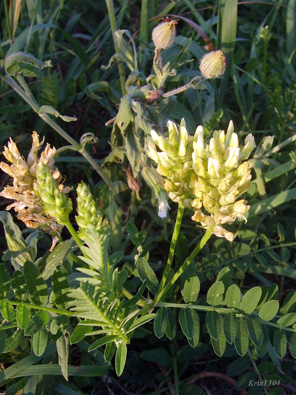 (Astragalus cicer)