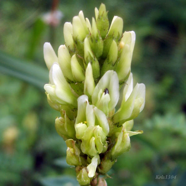 (Astragalus cicer)