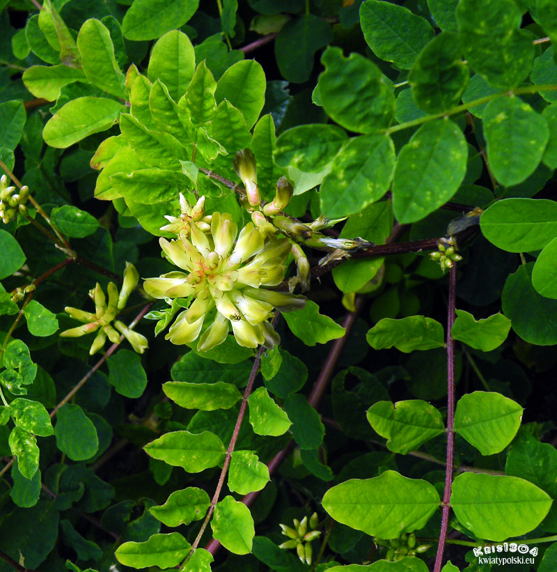 Astragalus glycyphyllos