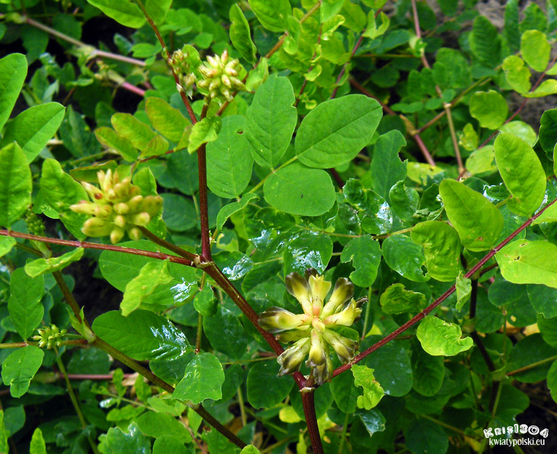 Astragalus glycyphyllos
