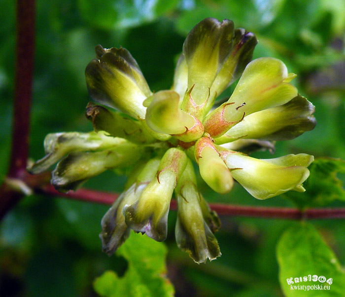 Astragalus glycyphyllos