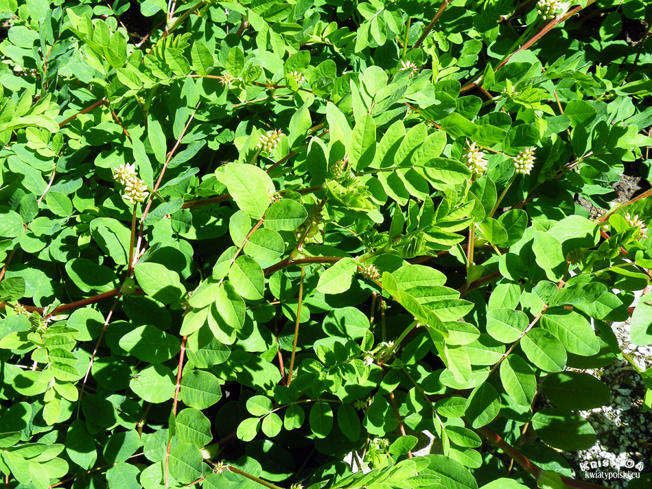 Astragalus penduliflorus