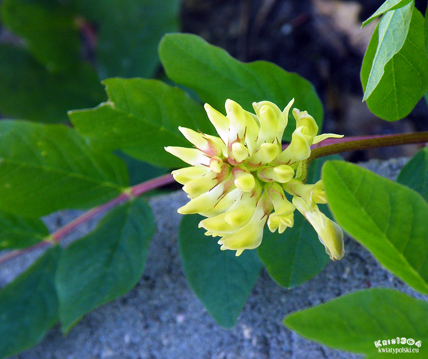 Astragalus penduliflorus