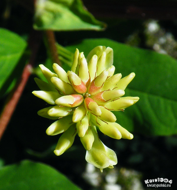 Astragalus penduliflorus
