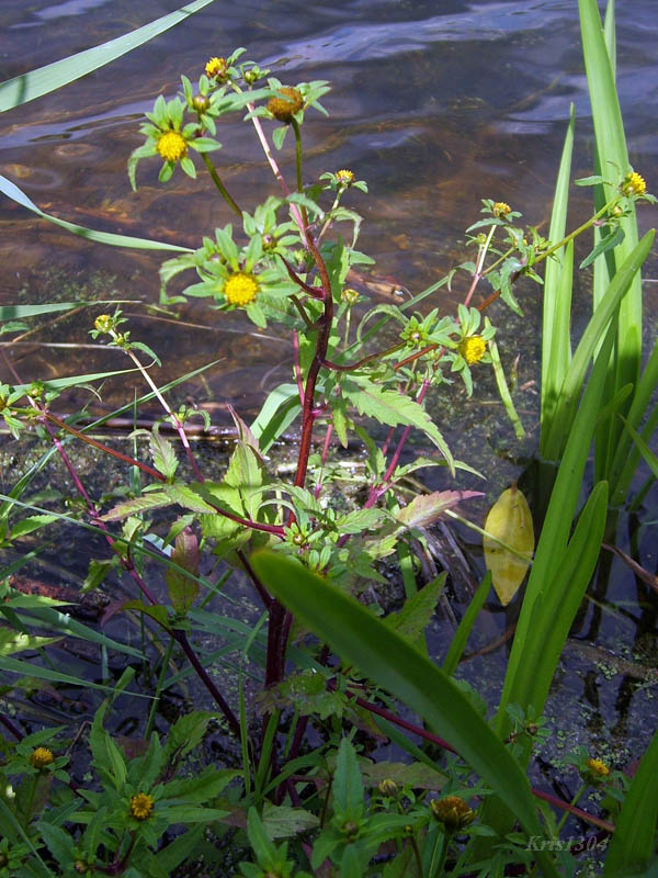 (Bidens tripartita)