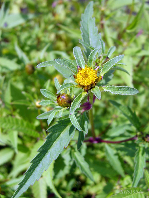 (Bidens tripartita)