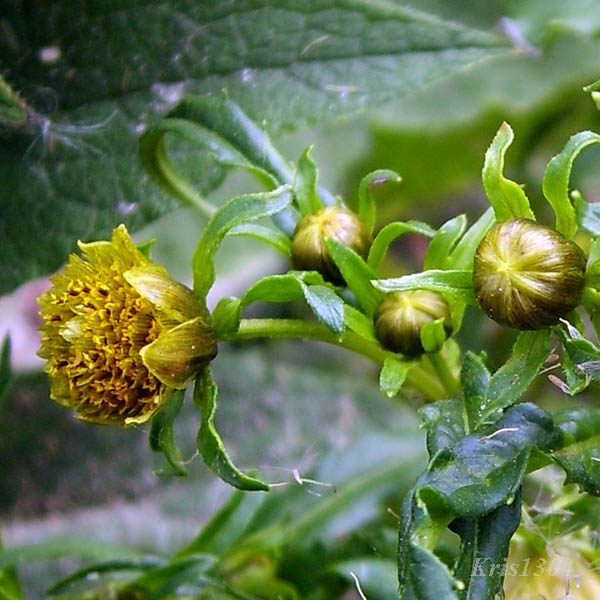 (Bidens tripartita)