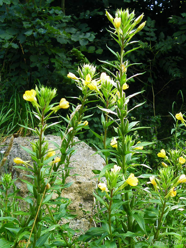 (Oenothera rubricaulis)
