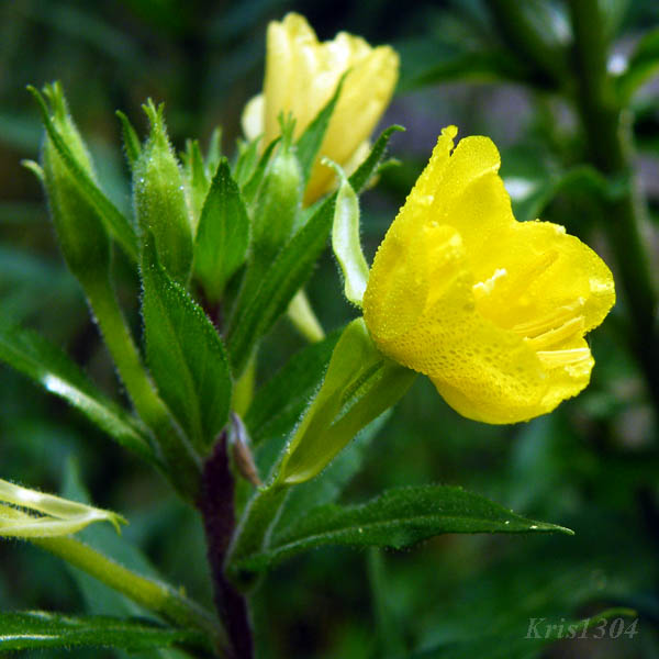(Oenothera rubricaulis)