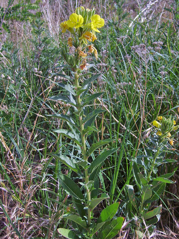 (Oenothera biennis)