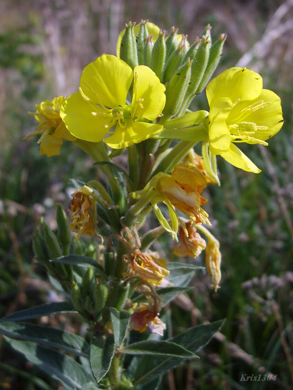 (Oenothera biennis)