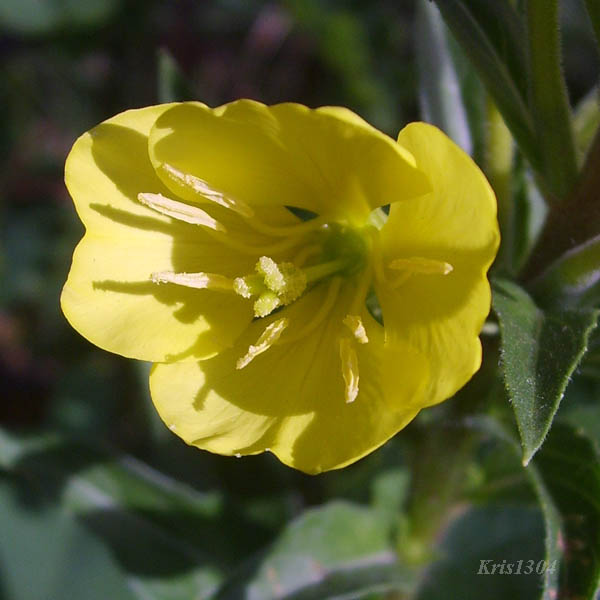 (Oenothera biennis)
