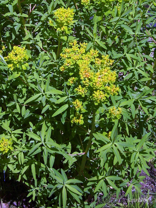 (Euphorbia palustris)