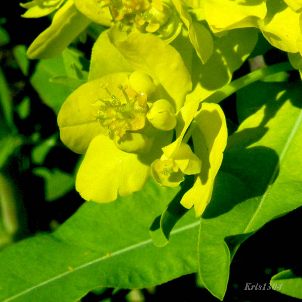 (Euphorbia palustris)