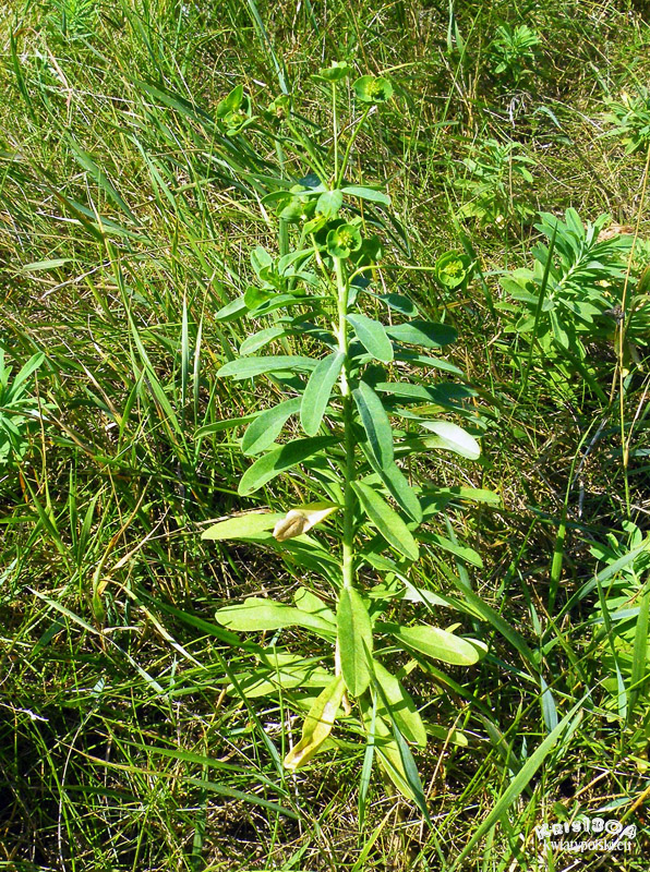 Euphorbia esula